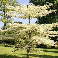 CORNUS CONTROVERSA VARIEGATA - Image 2