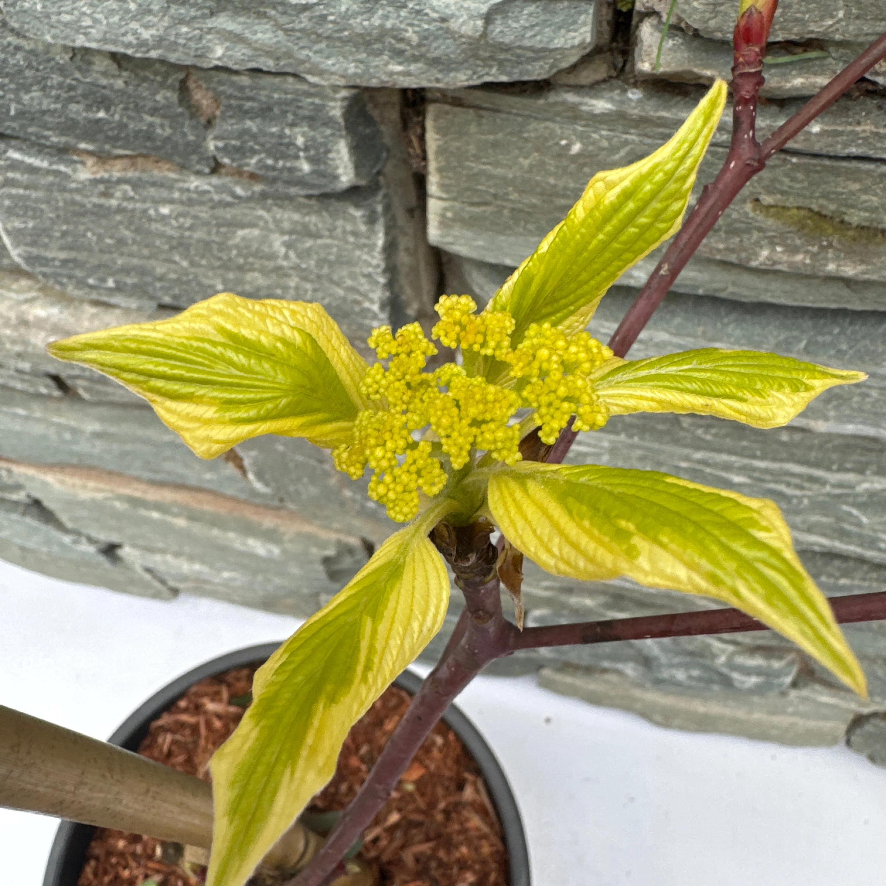 CORNUS controversa Variegata - Image 3