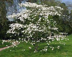 Cornus florida - Image 2