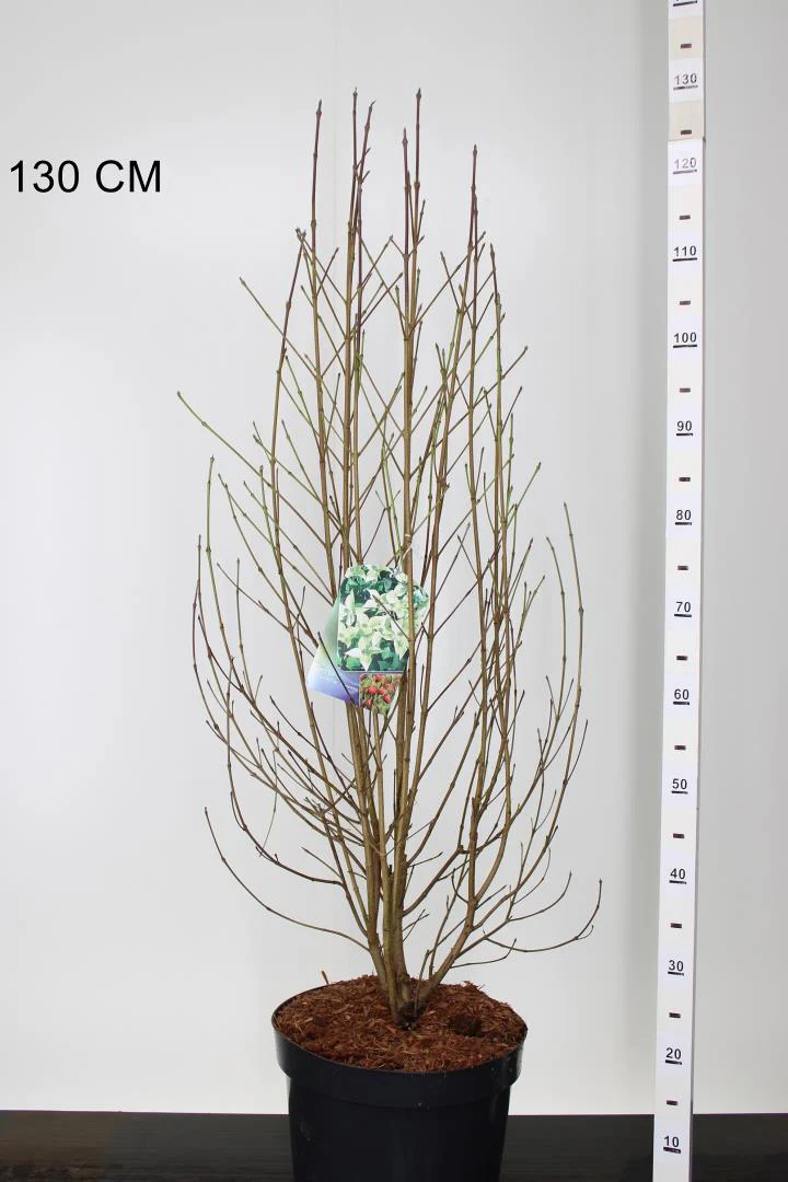 Cornus kousa chinensis - Image 3