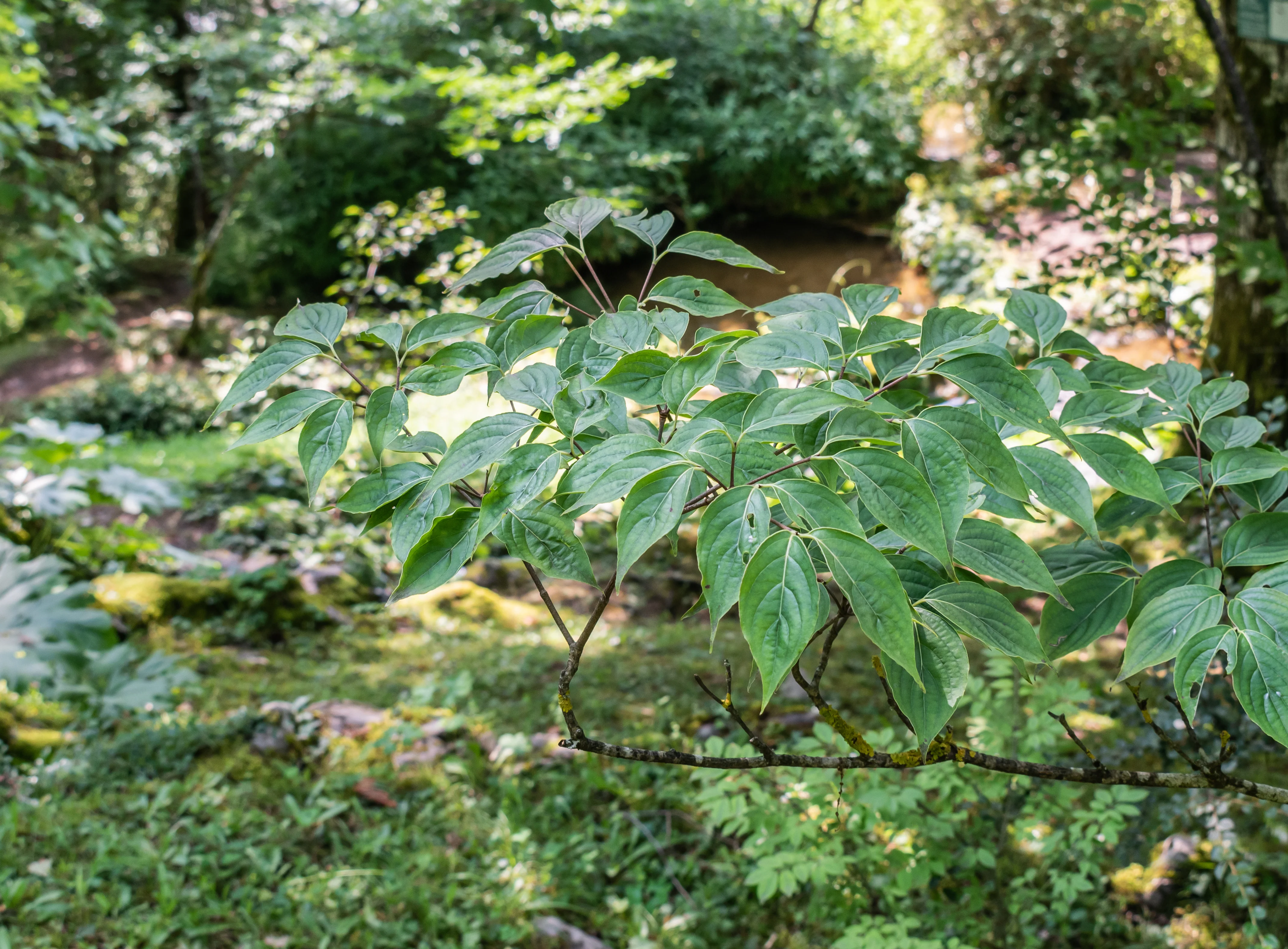Cornus kousa chinensis - Image 2