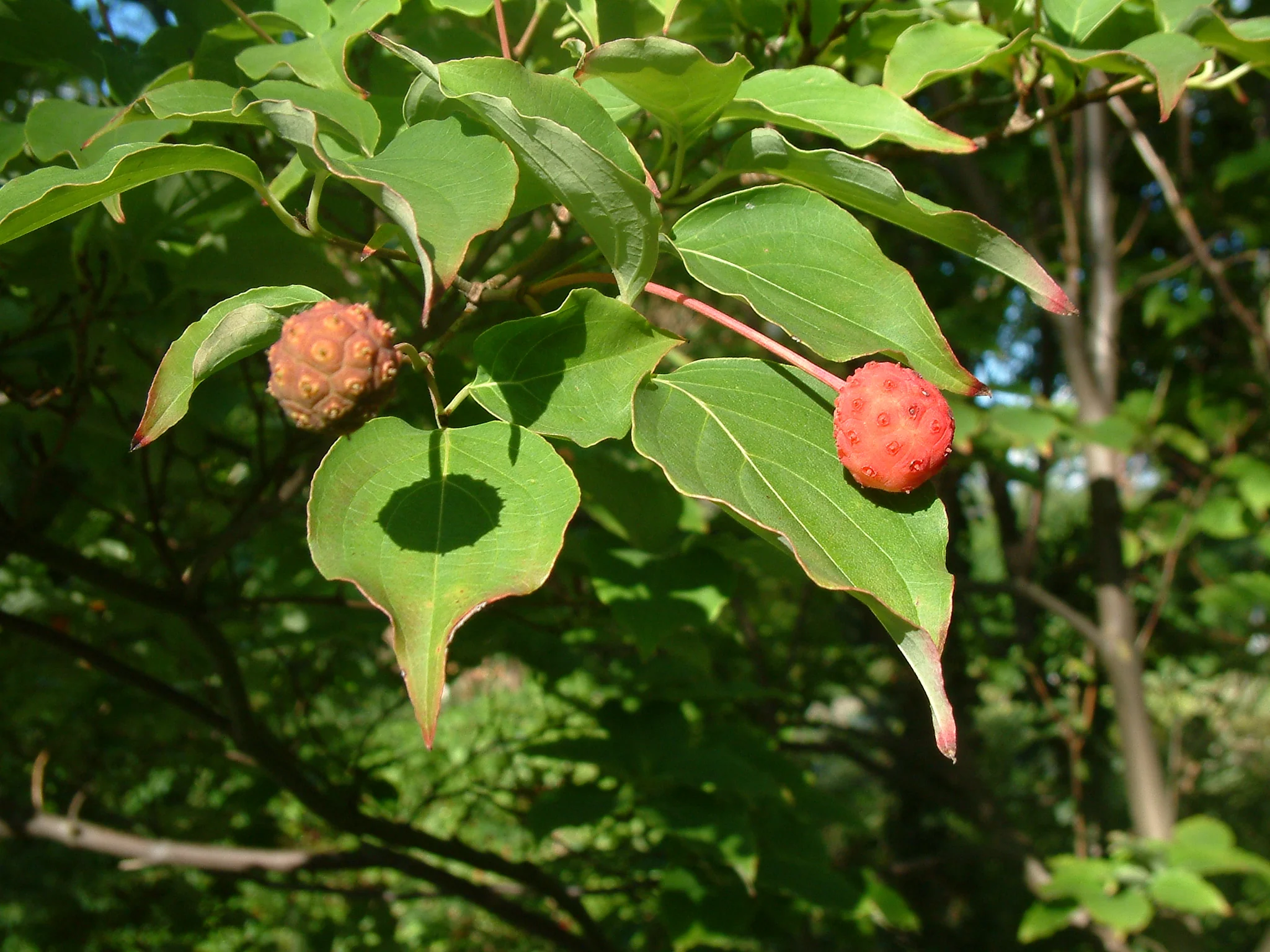 Cornus kousa chinensis - Image 3