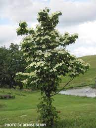 Cornus kousa Flower Tower - Image 2