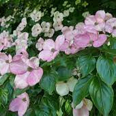 Cornus kousa Satomi  50-60 CM C7