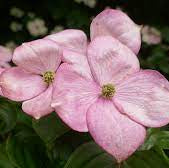 Cornus kousa Satomi  50-60 CM C7 - Image 3