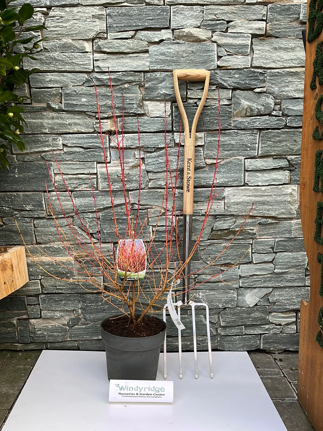 Cornus sang. Midwinter Fire - Image 3