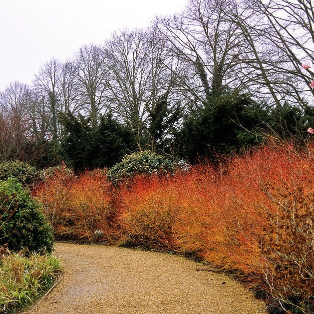 Cornus sanguinea Midwinter Fire  3 Ltr pot - Image 2