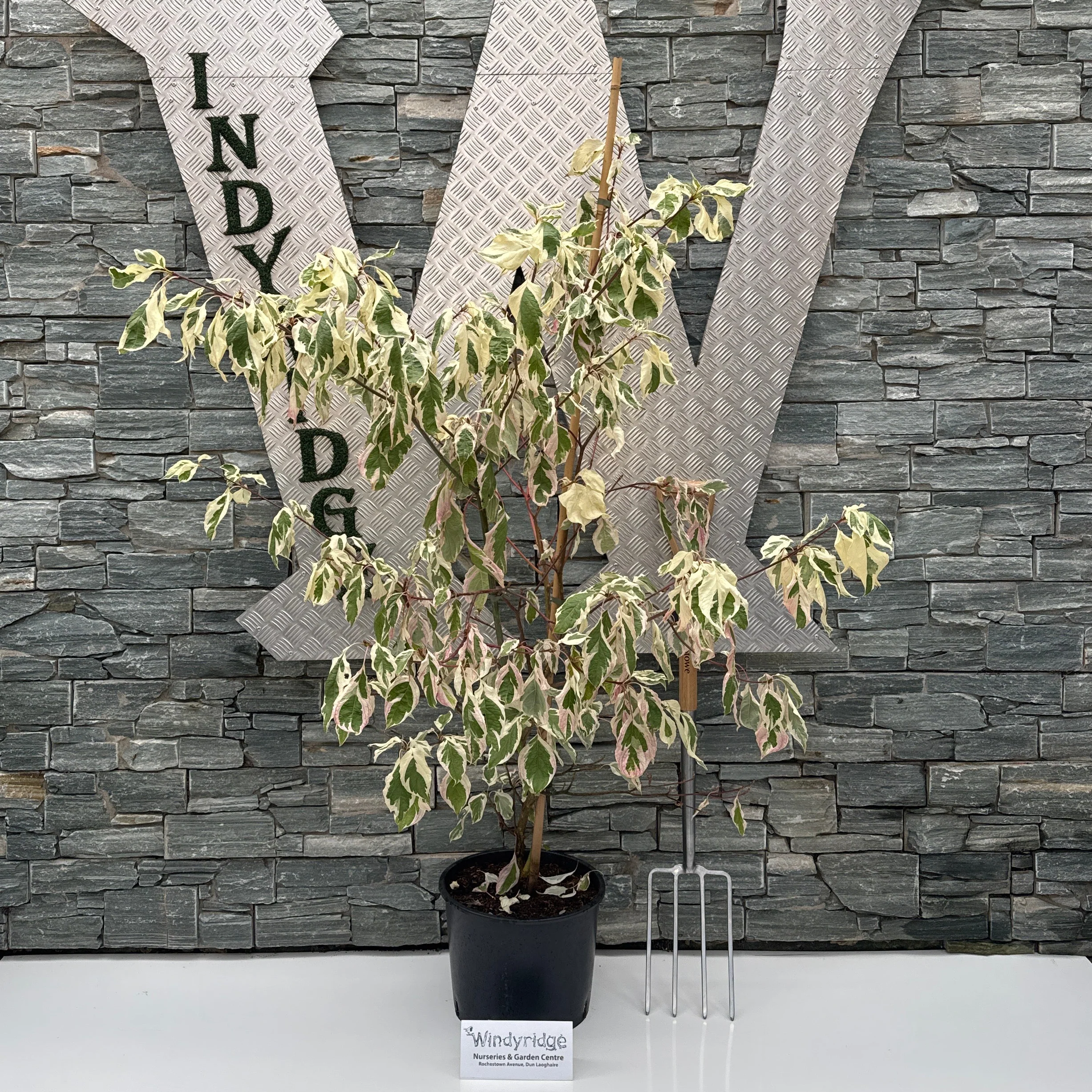 Cornus Variegata125/150cm  P36