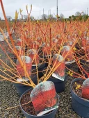 CORNUS WINTER ORANGE