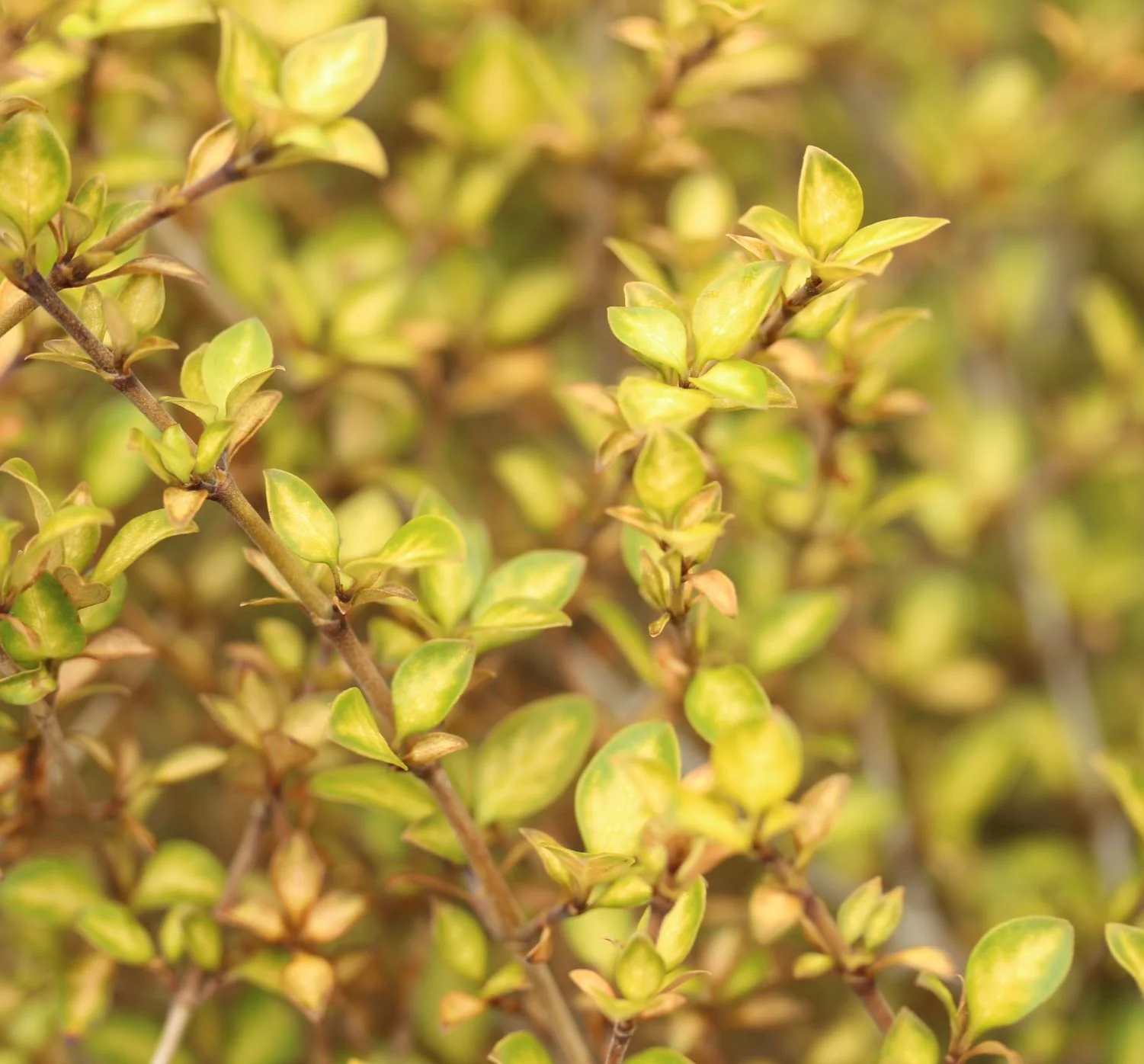 Corokia Virgata