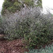 Corokia Virgata - Image 2