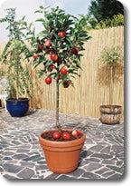 Coronet companion apple tree
