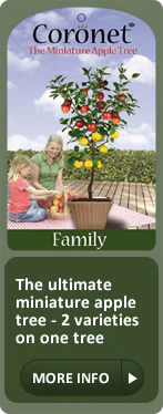 Coronet Family apple - Image 3