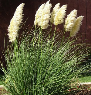 Cortaderia Pumila