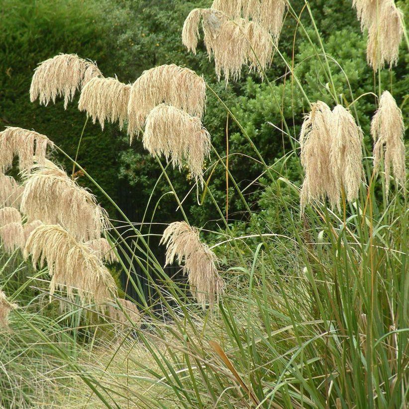 Cortaderia richardii