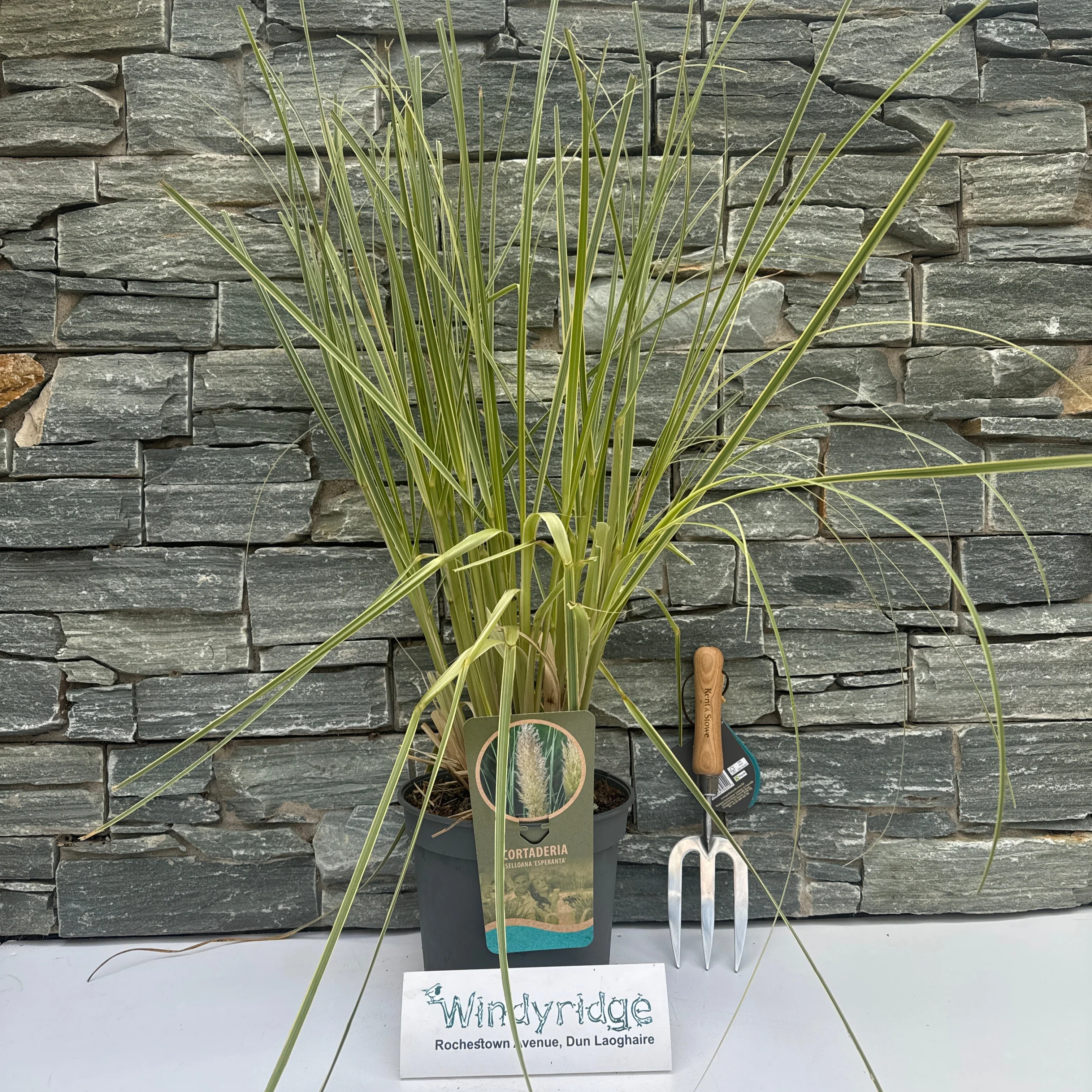Cortaderia sell. Esperanta