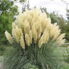 Cortaderia sell. Ice Cool - Image 2