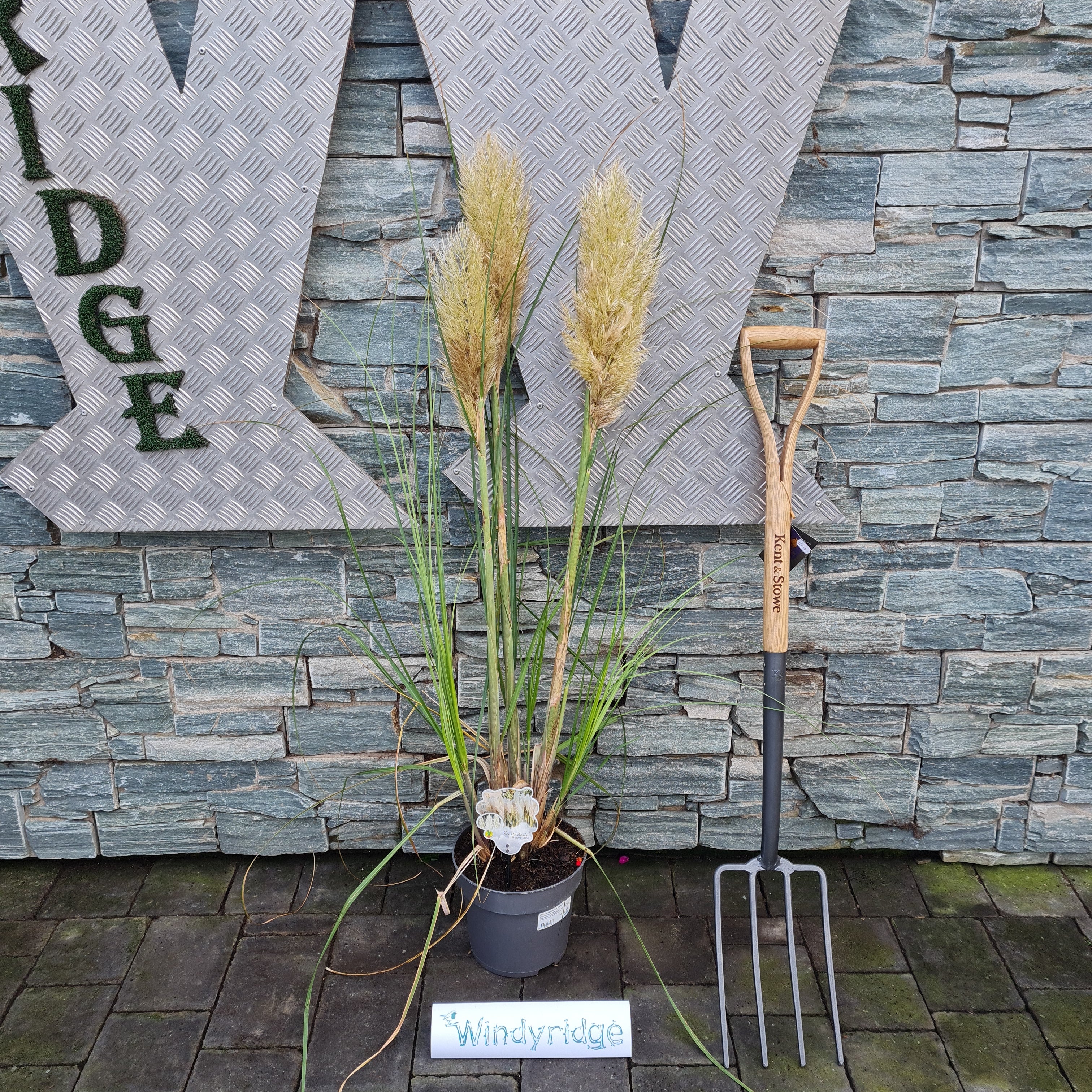 Cortaderia sell.  Junior - Image 2
