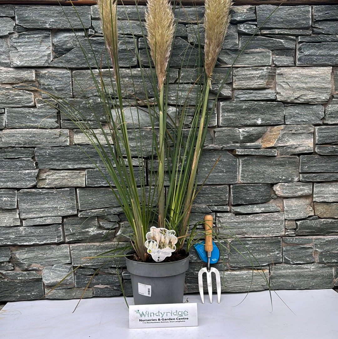 Cortaderia sell. Junior - Image 3