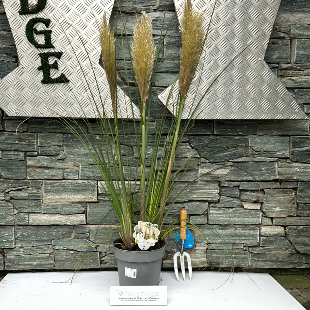 Cortaderia sell. Junior - Image 4
