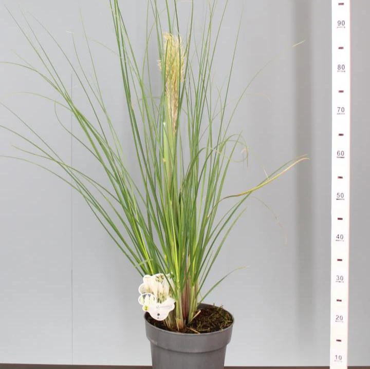 Cortaderia sell. Junior - Image 5