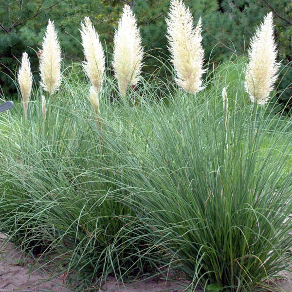 Cortaderia sell. Mini Goldpampas