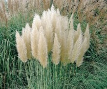 Cortaderia sell. Mini Silverpampas