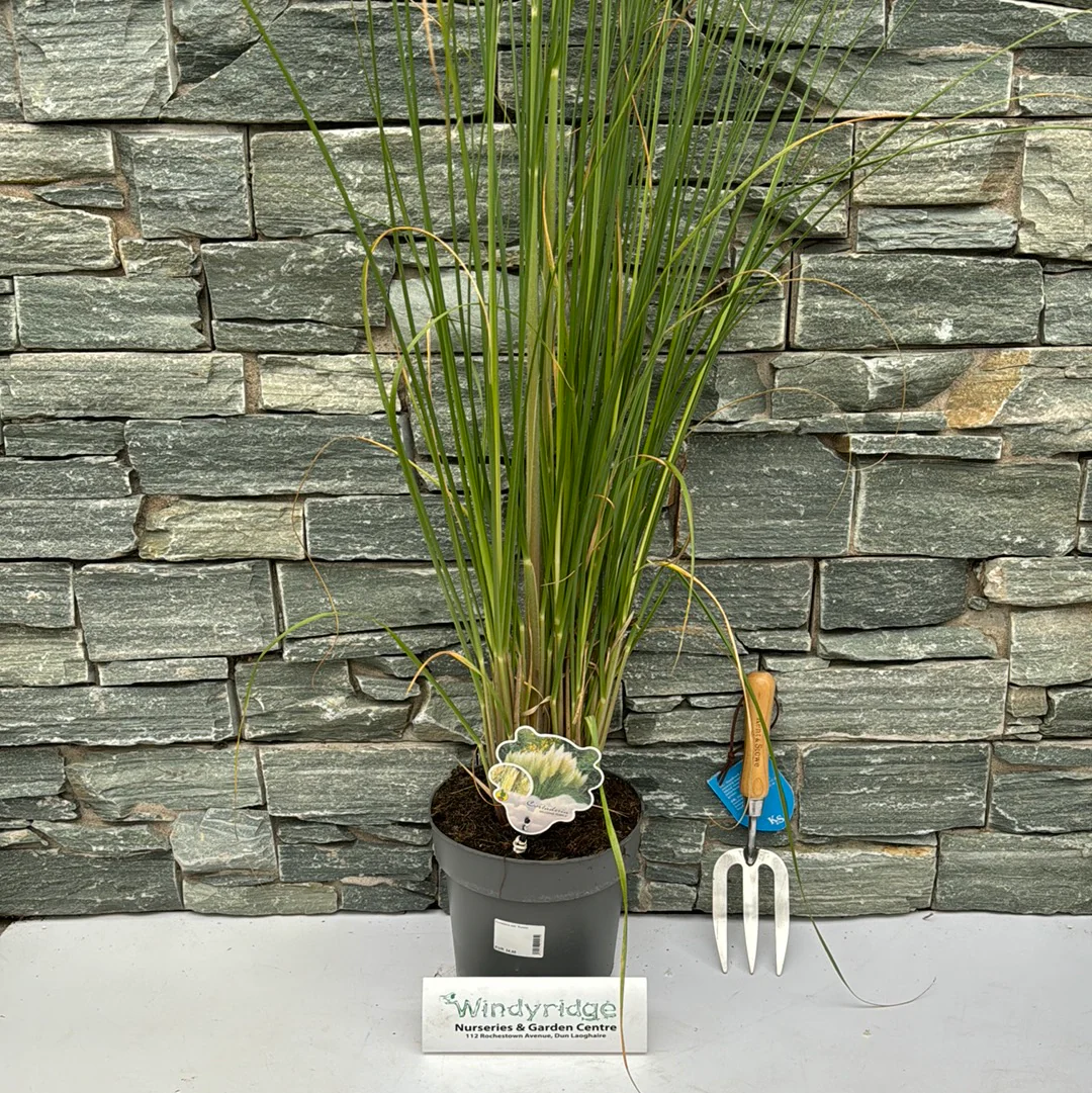 Cortaderia sell. Pumila - Image 2