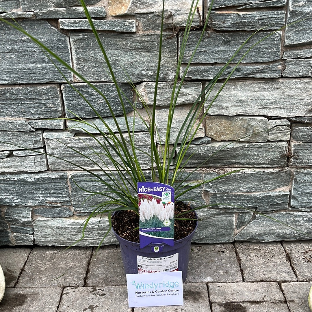Cortaderia sell. Pumila - Image 2