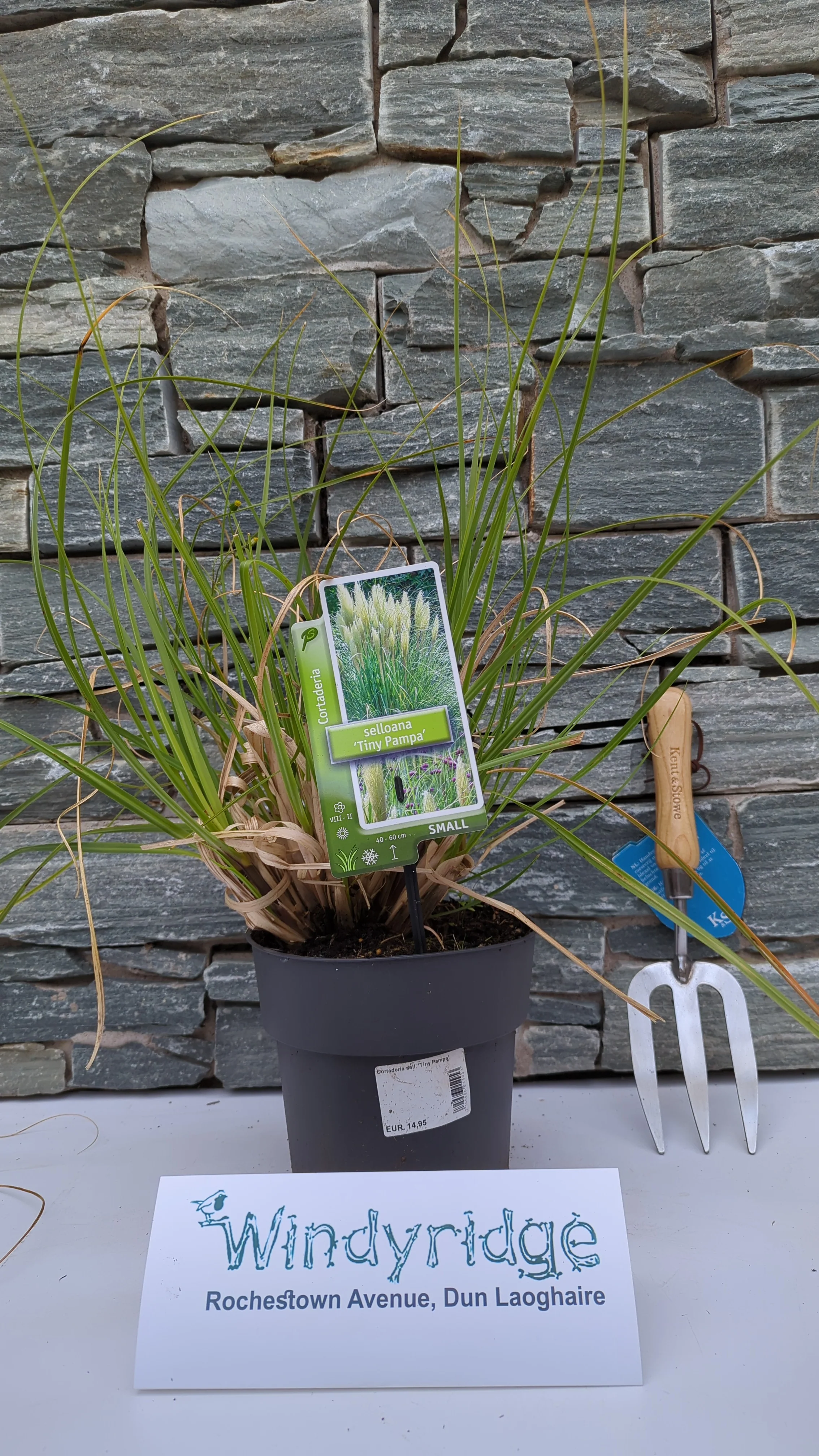 Cortaderia sell. Tiny Pampa - Image 3