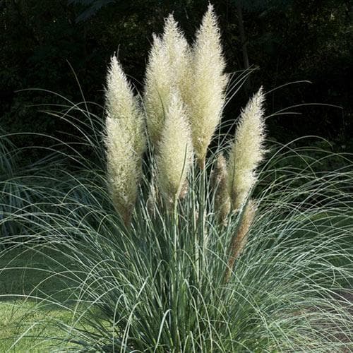 Cortaderia selleona