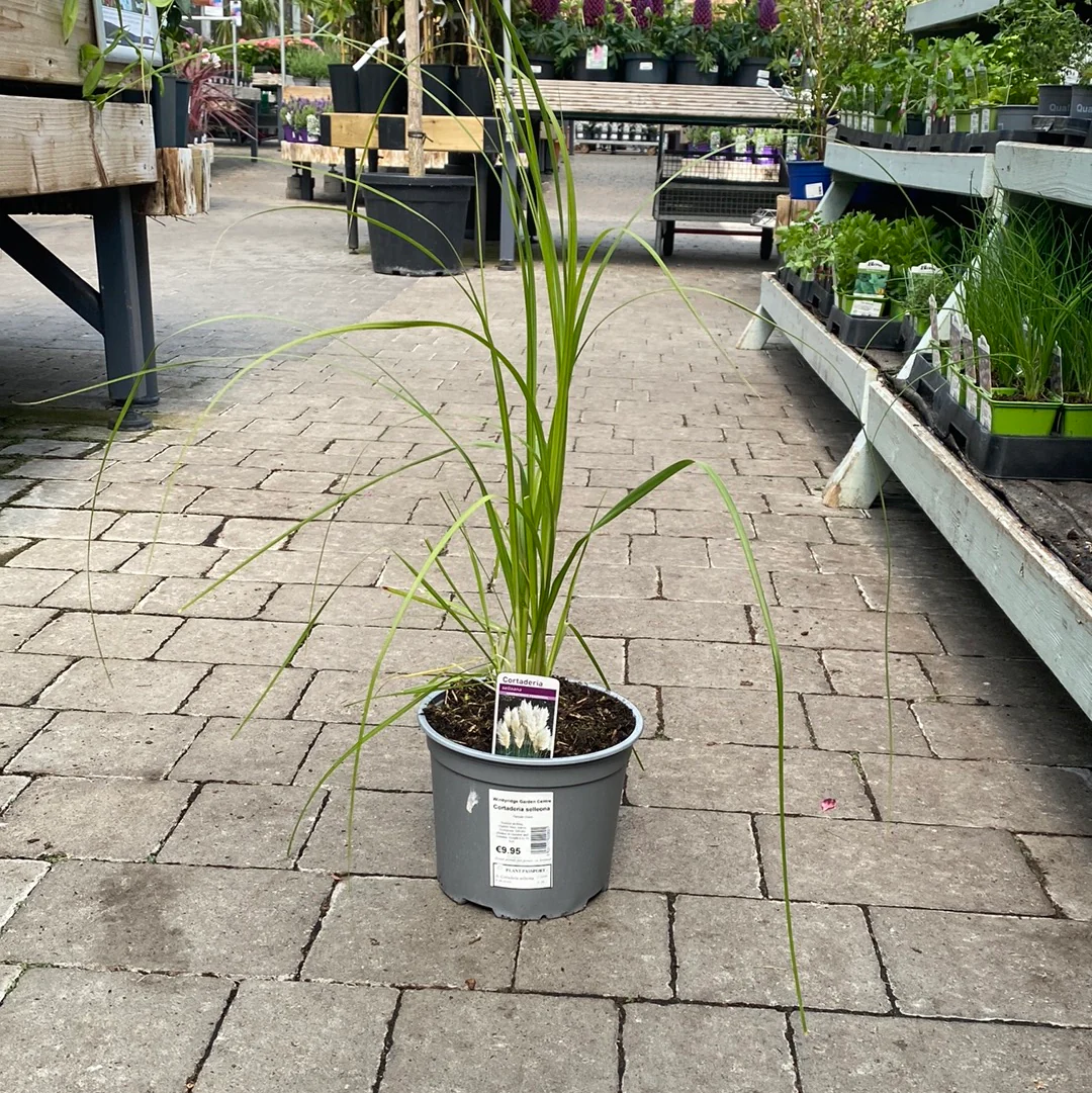 Cortaderia selleona - Image 4
