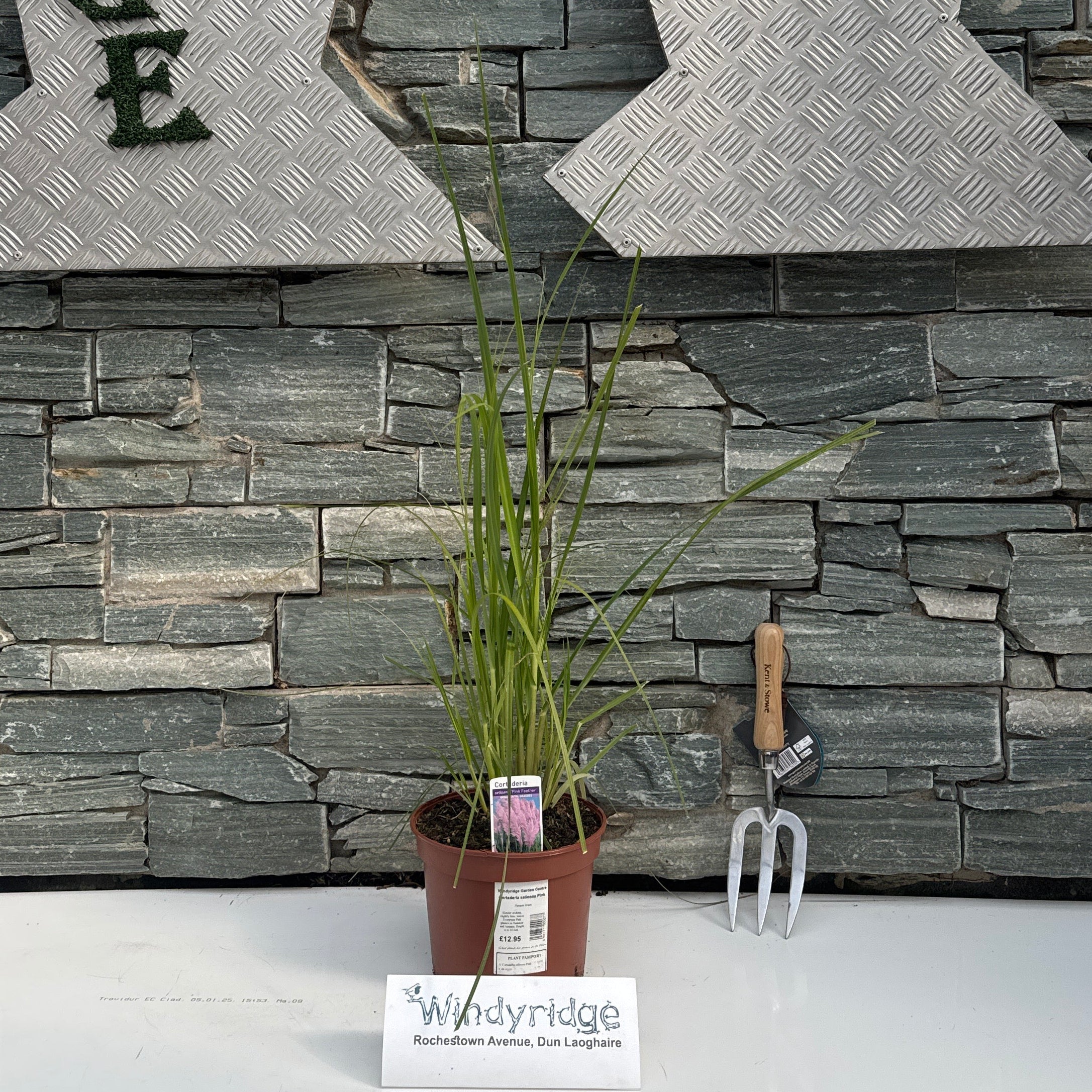 Cortaderia selleona Pink