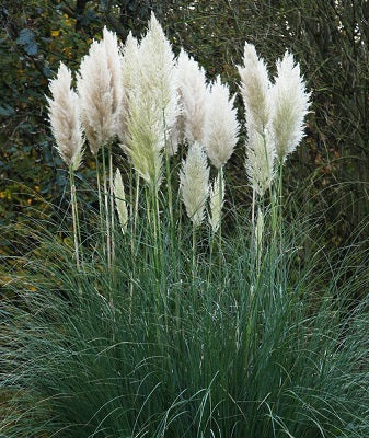 Cortaderia Selloana - Image 4