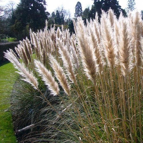 Cortaderia selloana - Image 3
