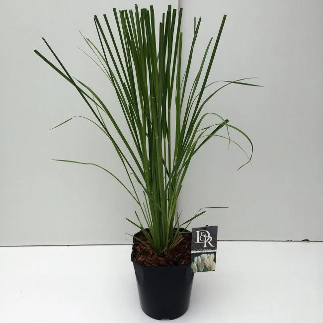 Cortaderia selloana  5 Ltr, square pot