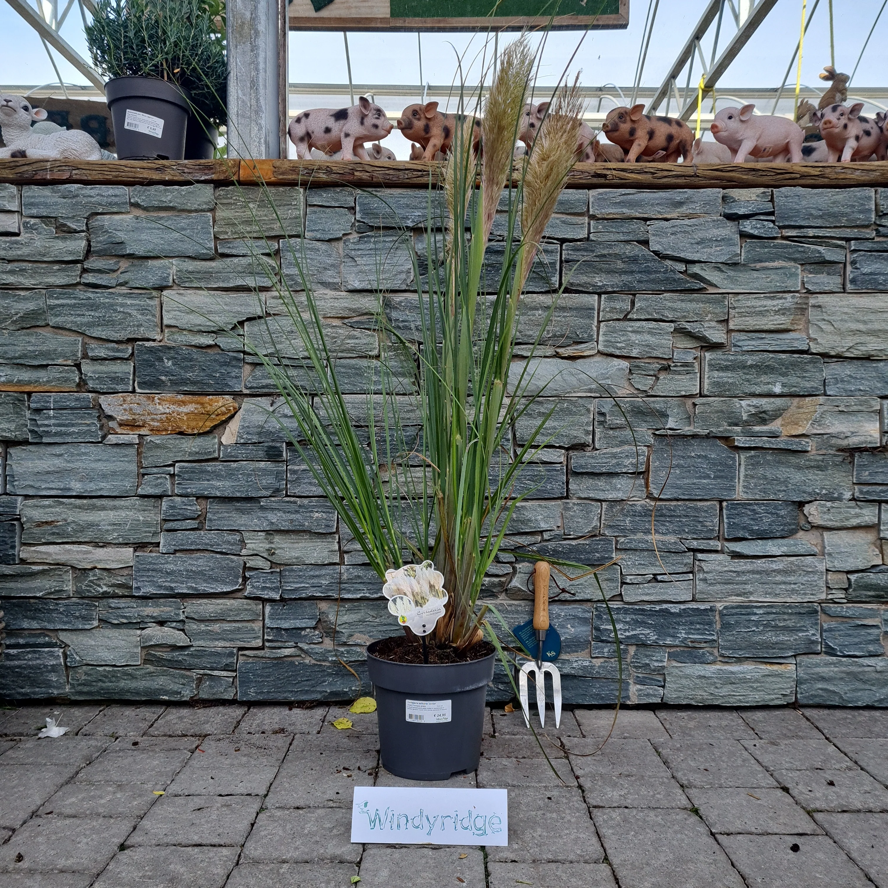 Cortaderia selloana Junior  5 Ltr pot - Image 2