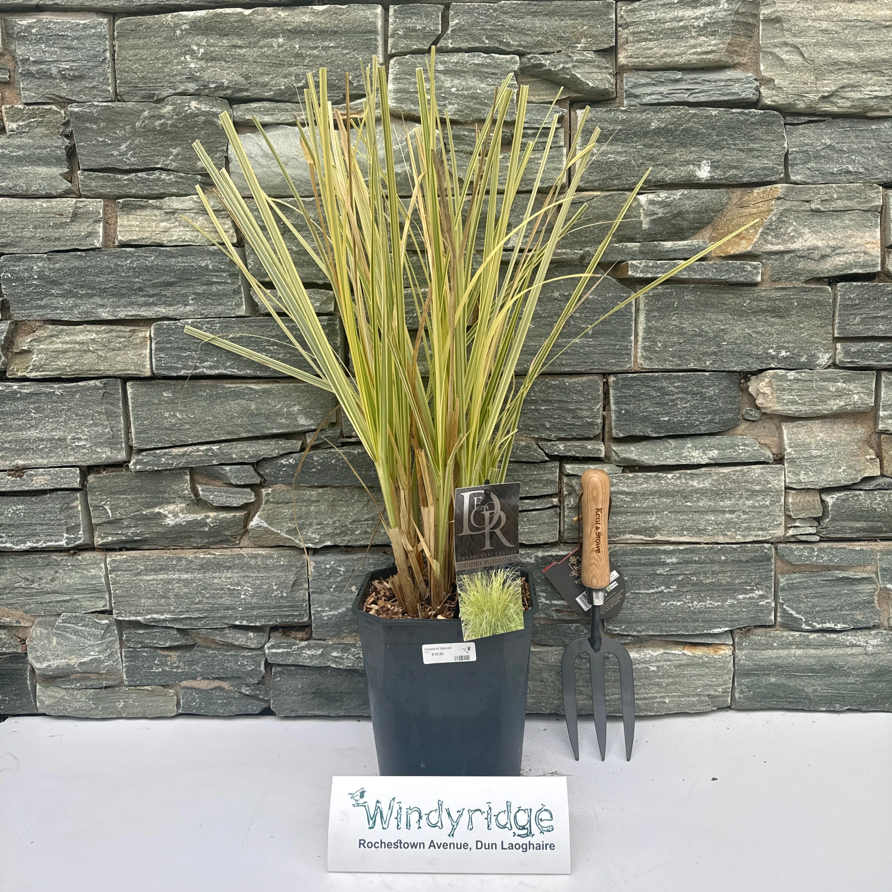 Cortaderia Splendid Star - Image 2