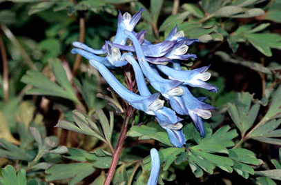 Corydalis flex.  Purple Leaf