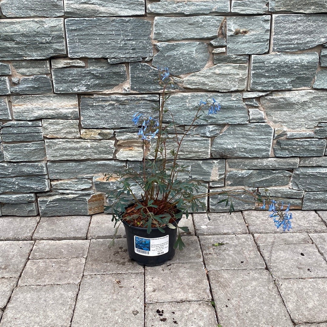 CORYDALIS Porcelain Blue - Image 2