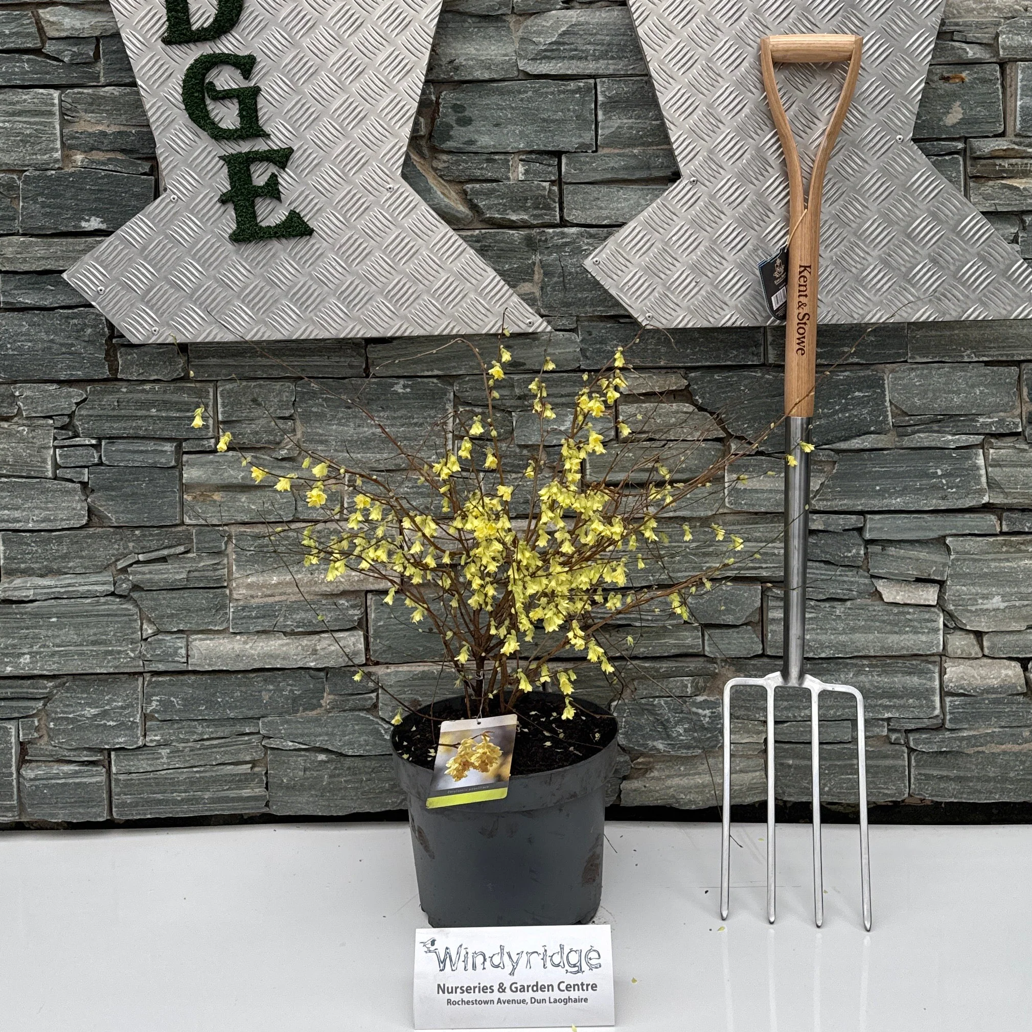 Corylopsis pauciflora - Image 3