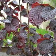 Corylus avellana Annys Red Dwarf  60 CM STEM C4 - Image 2