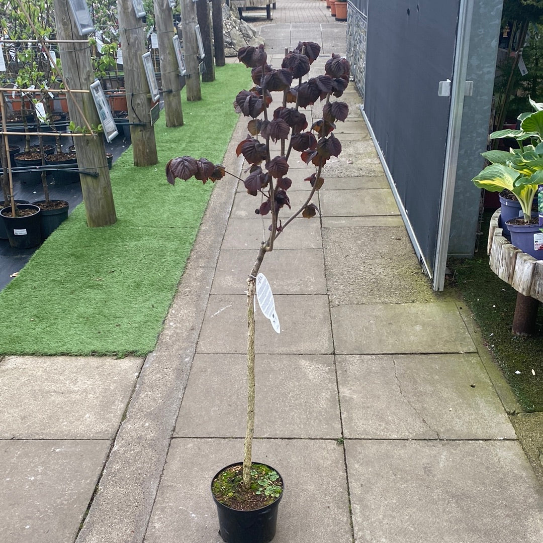 Corylus avellana Annys Red Dwarf  60 CM STEM C4 - Image 3