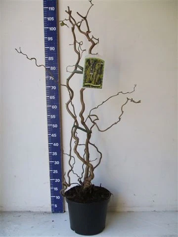 Corylus avellana Contorta  60-80 CM - Image 3