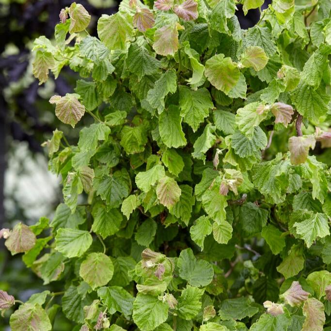 Corylus avellana Twister  50-60 CM C7.5 - Image 2