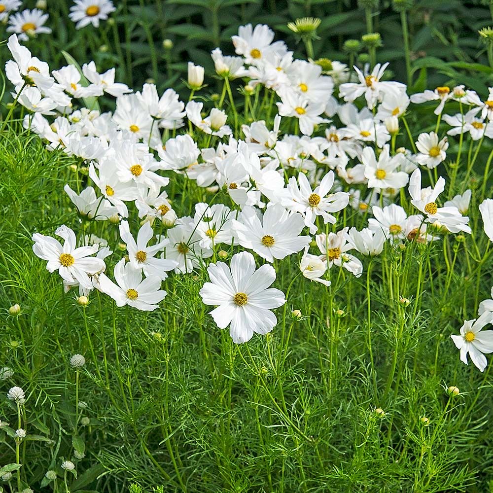 Cosmos