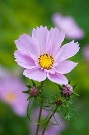 Cosmos