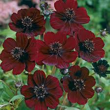 COSMOS atro. Cherry Chocolate - Image 2