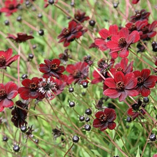 Cosmos 'Chocamocha' - Image 3