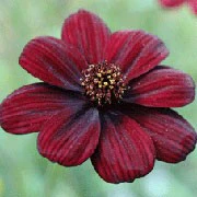 Cosmos 'Chocamocha' - Image 4